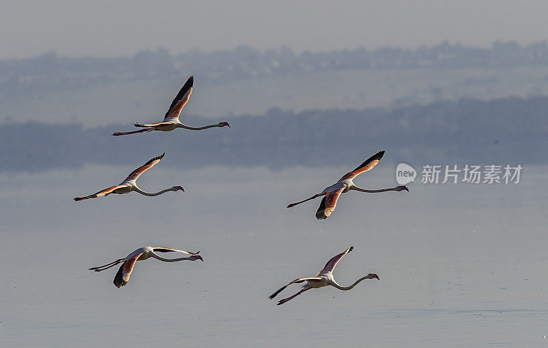 大火烈鸟(Phoenicopterus roseus)是火烈鸟科中分布最广的物种。纳库鲁湖国家公园，肯尼亚。